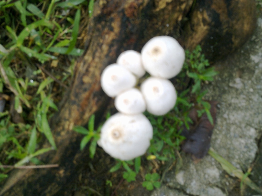 klps-mushroom01
